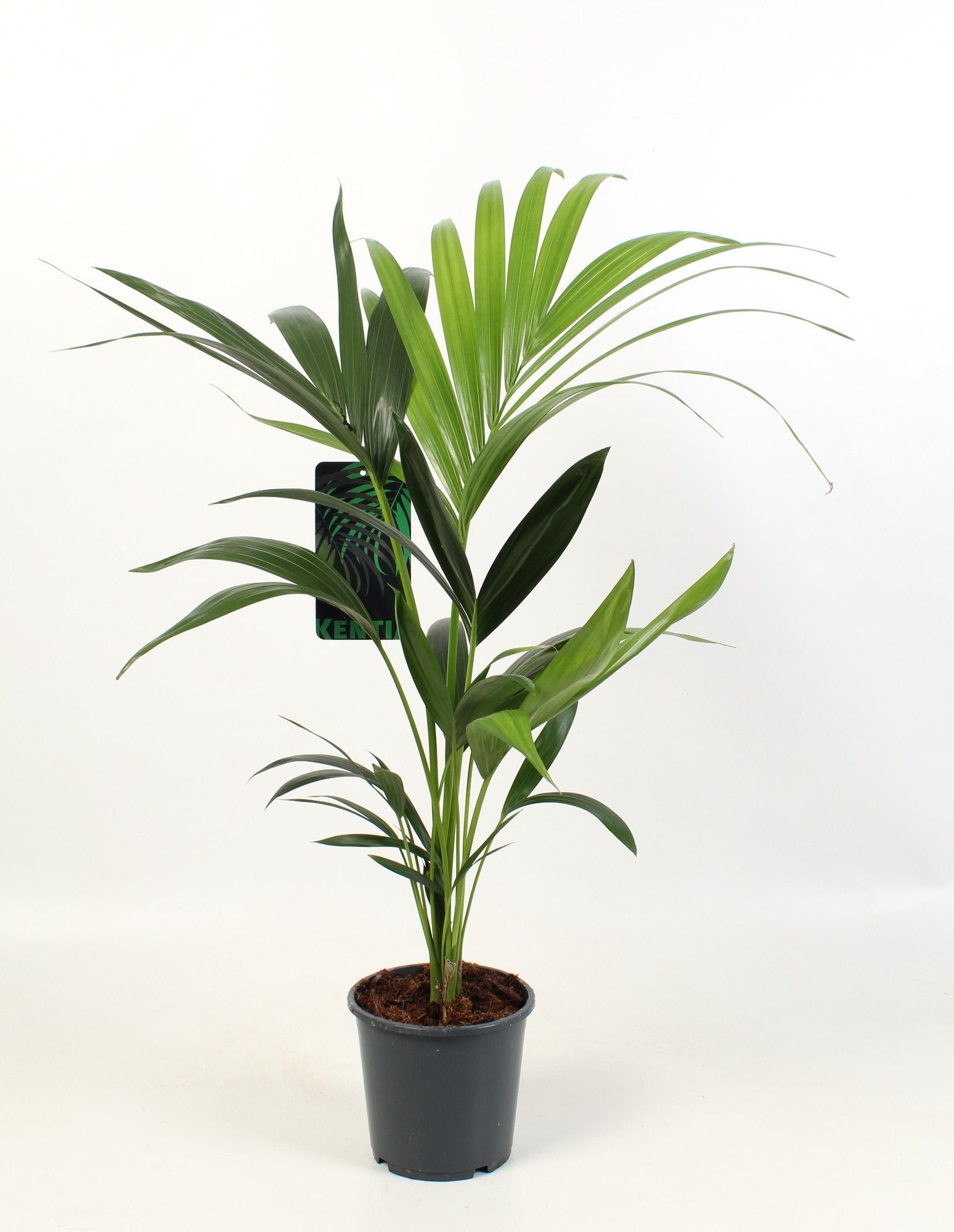 Howea Forsteriana 3pp
