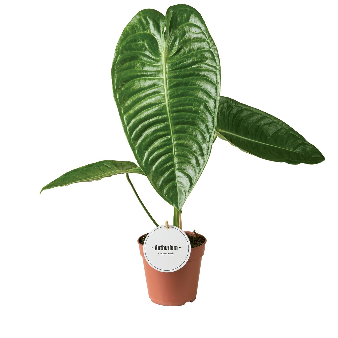 Anthurium Veitchii