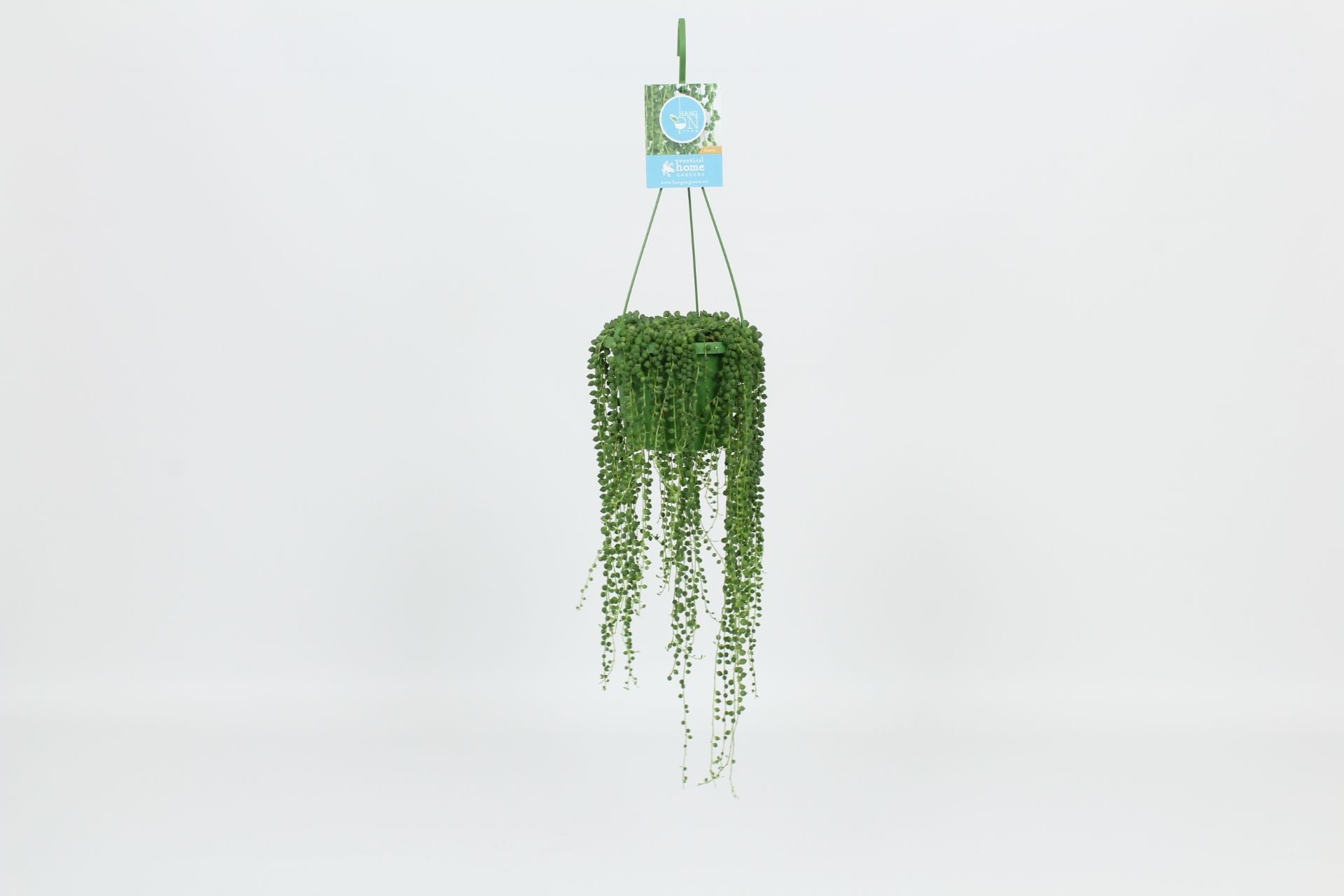 Senecio Rowleyanus