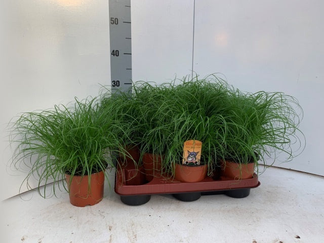 Cyperus Zumula