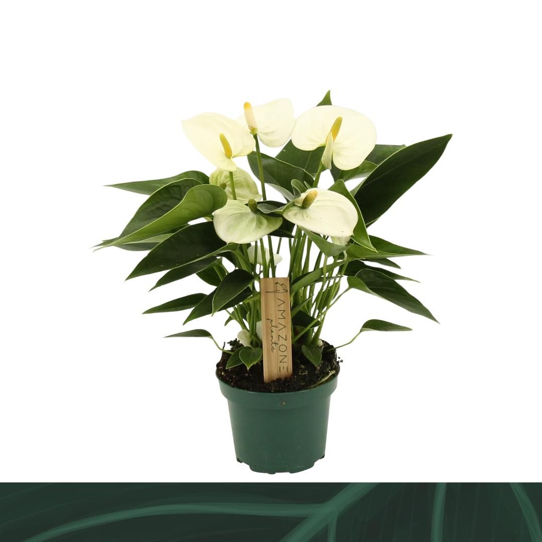 Anthurium An Everest