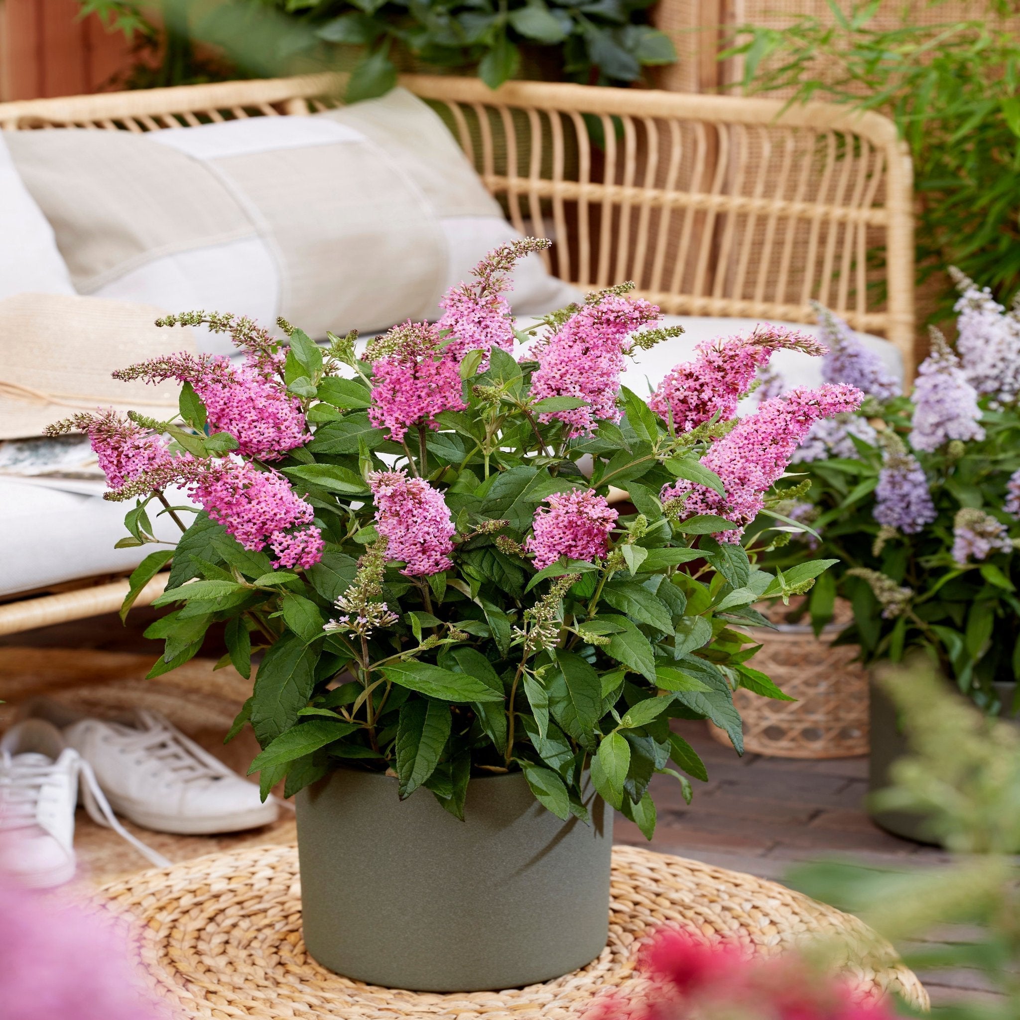 Buddleja Butterfly Candy 'Little Pink' 9cm/1L/2L/3L