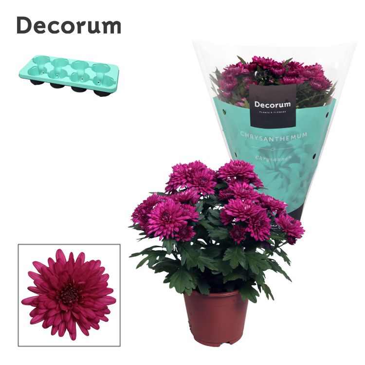 Chrysanthemum Grandezza Paars