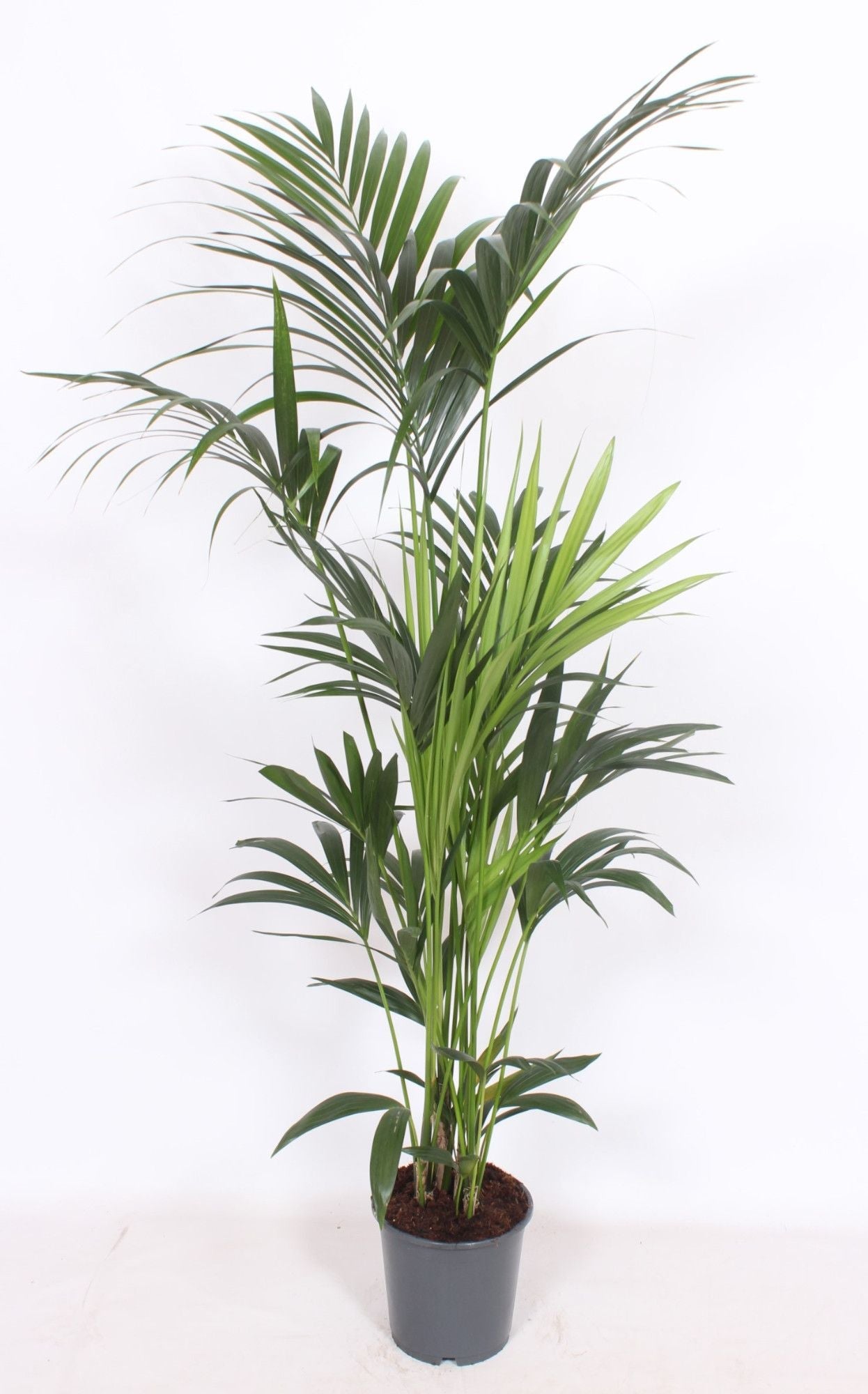 Howea Forsteriana 6pp