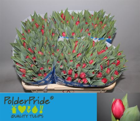 Tulip Du Largo