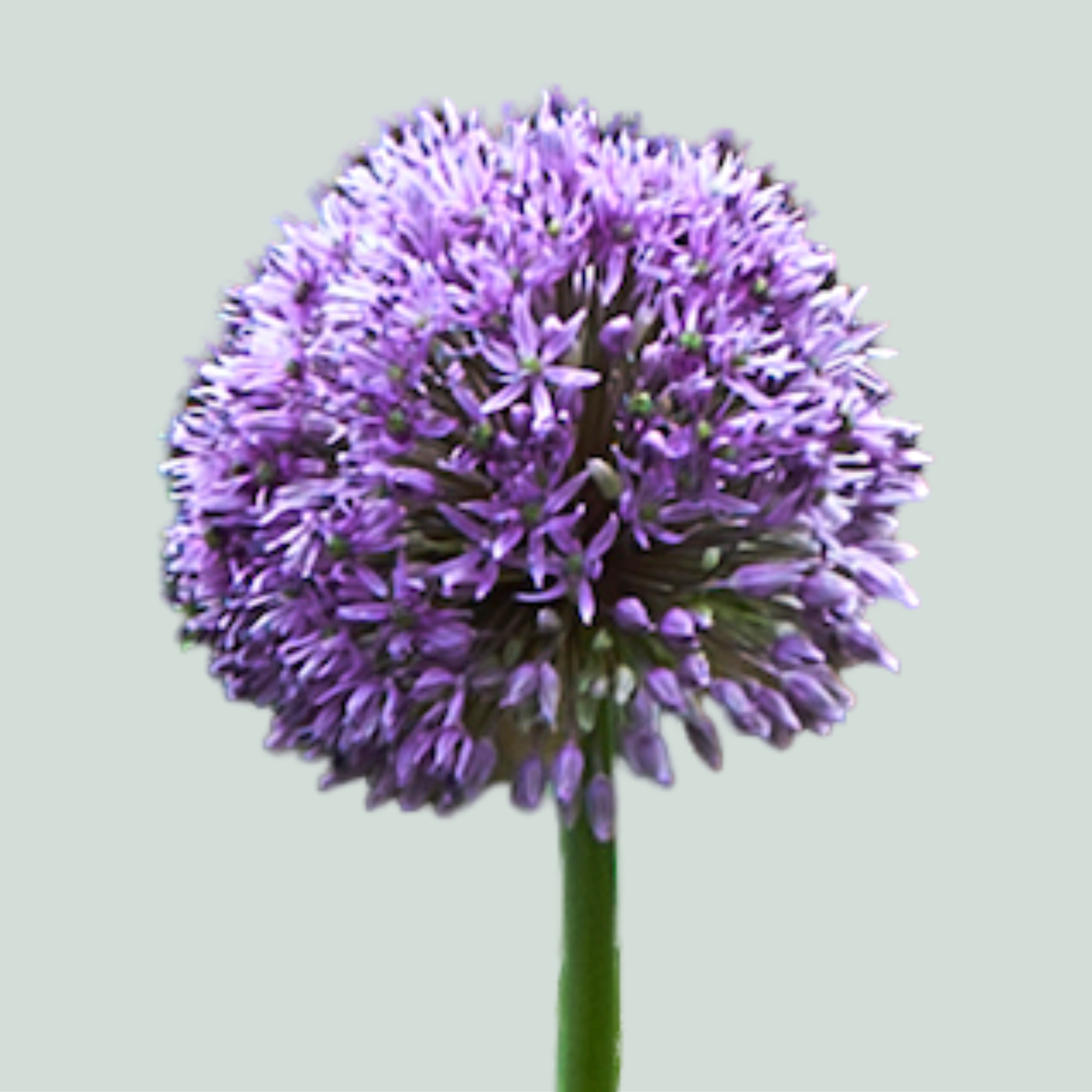 Allium Gladiator (10 Stems)