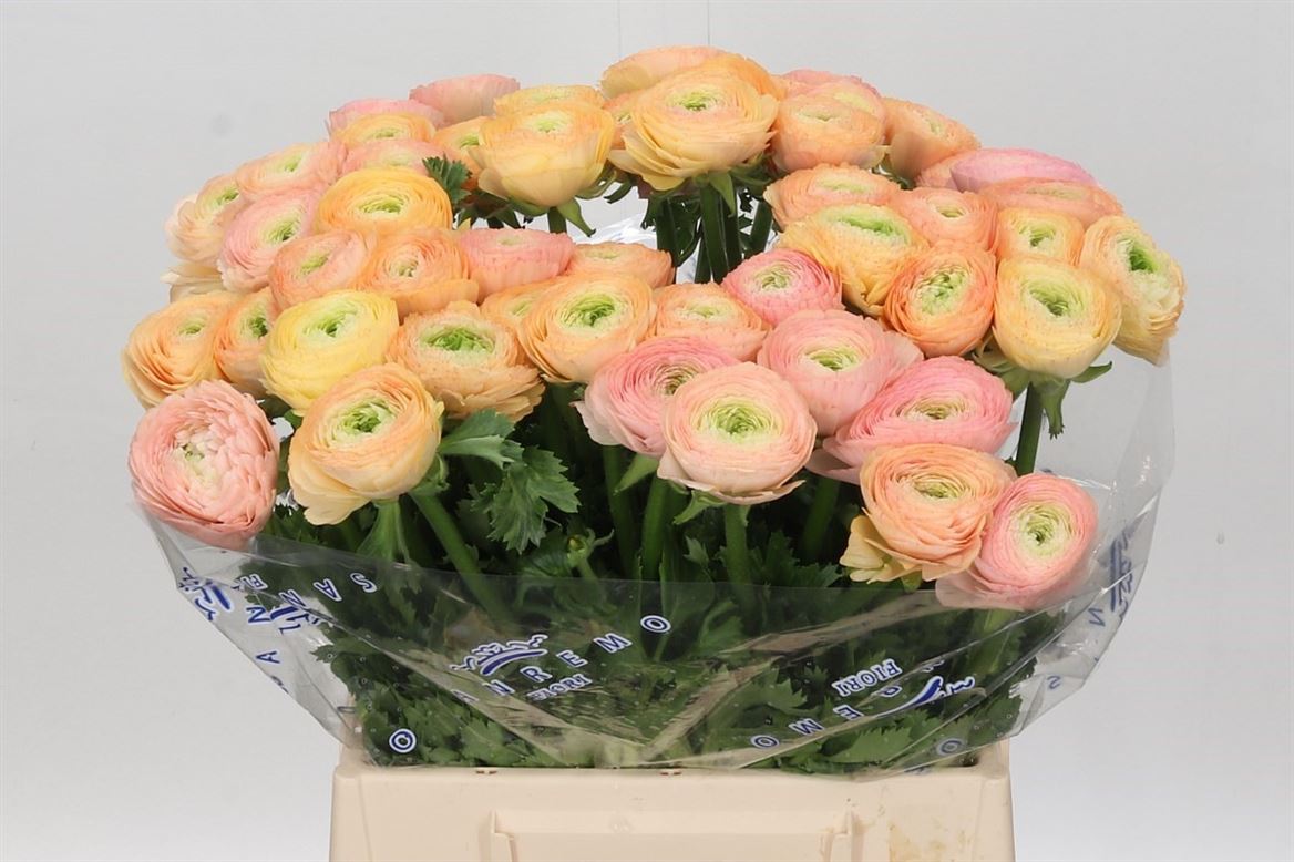 Ranunculus Su Tuareg