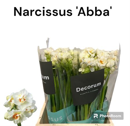 Daffodil Abba