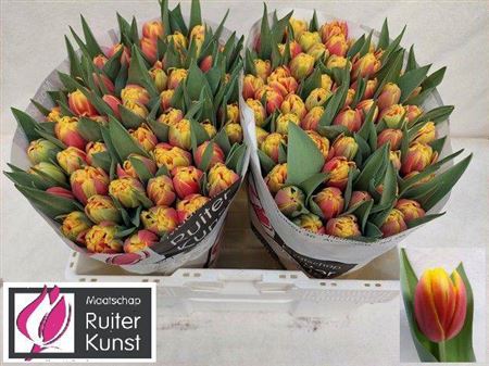 Tulip Du Cilesta