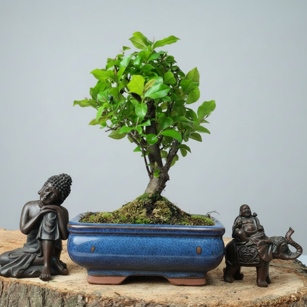 Bird Plum (Sageretia) Bonsai Tree | Broom | In 15cm Pot