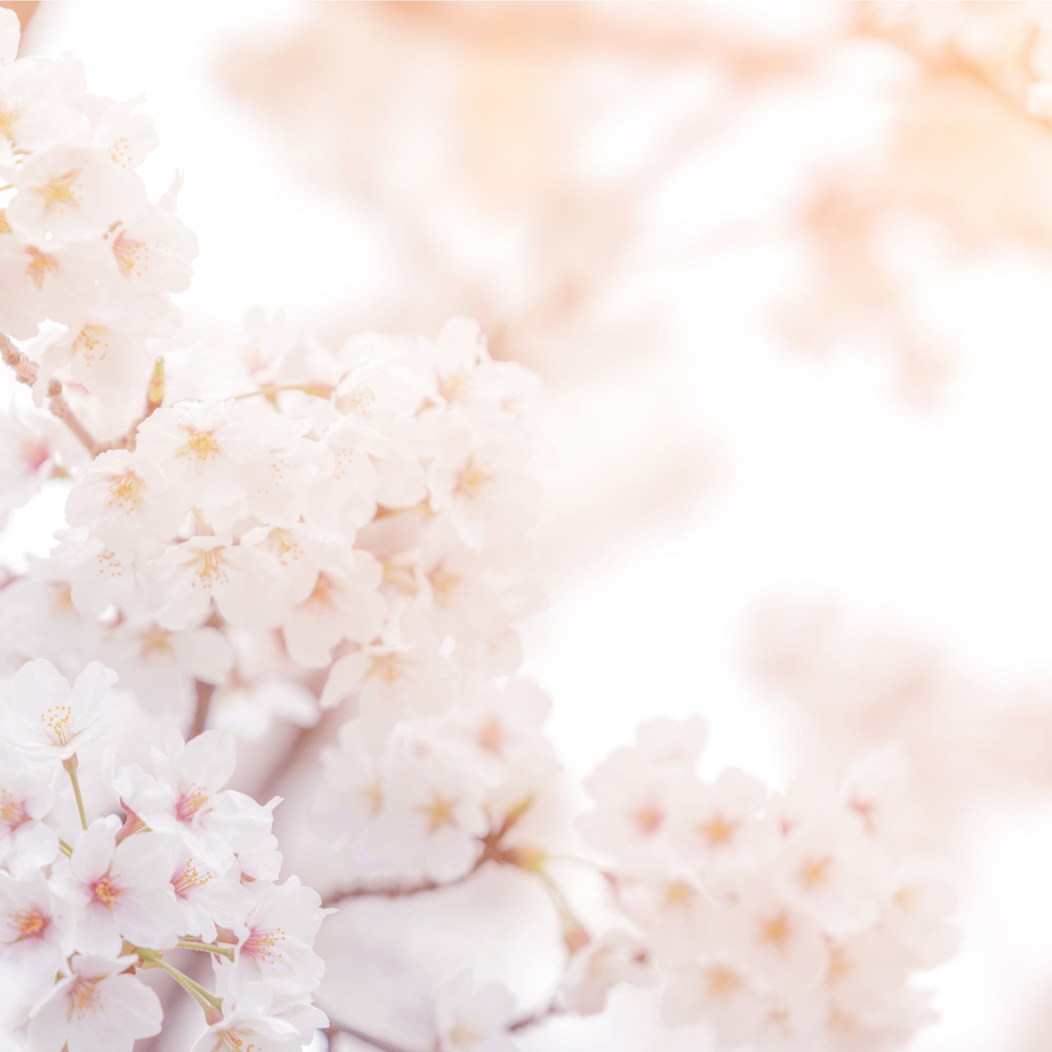 Ornamental Flowering Cherry Blossom Dwarf Tree - Nipponica âBrilliant'