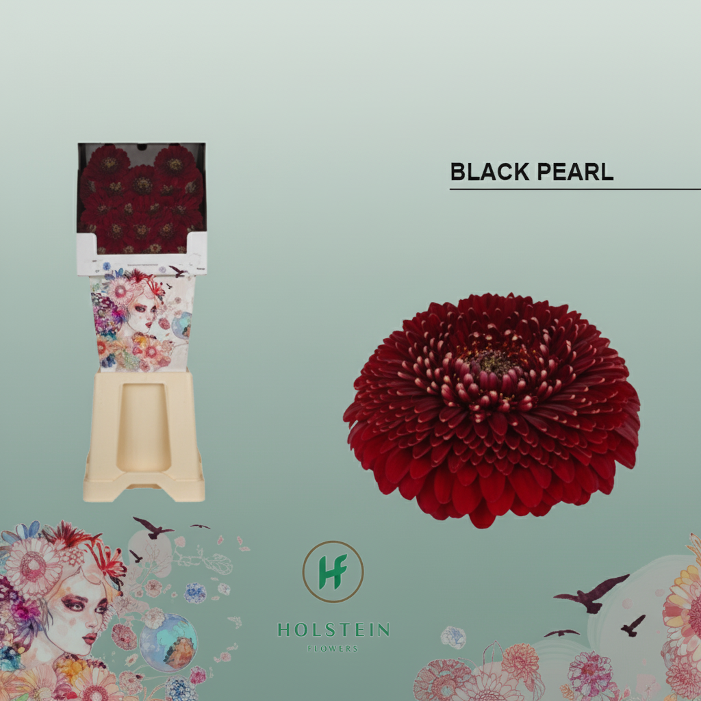 Germini Ball Blackpearl