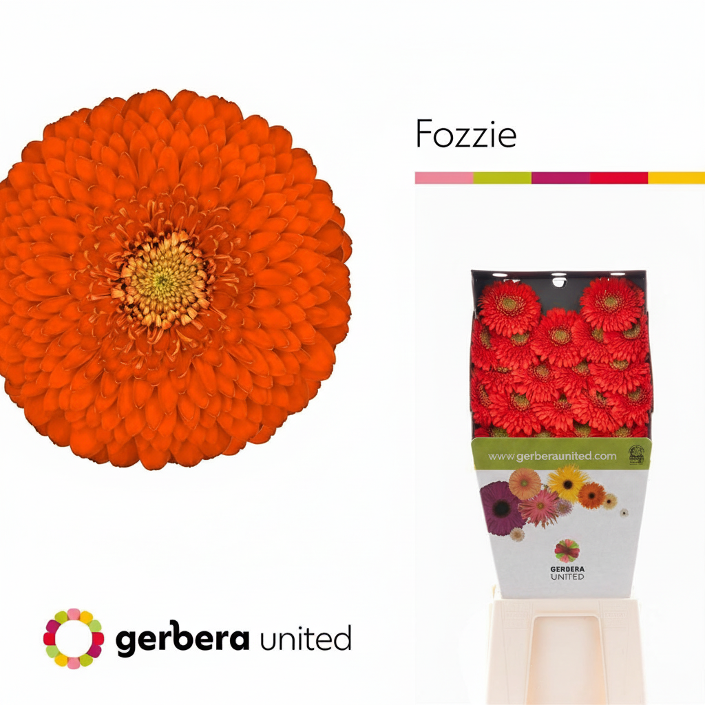 Germini Ball Fozzie