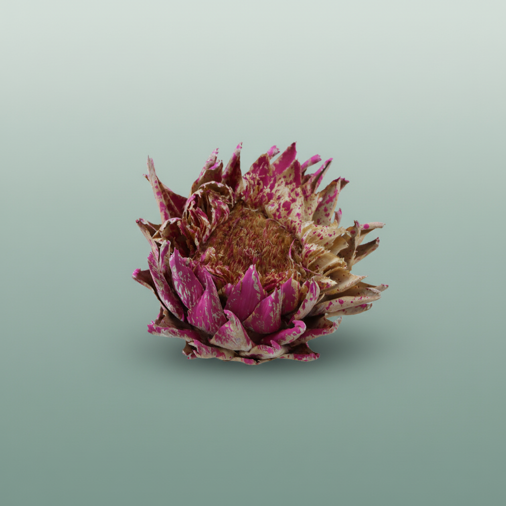Dried Artz Cynara Heads Rafael