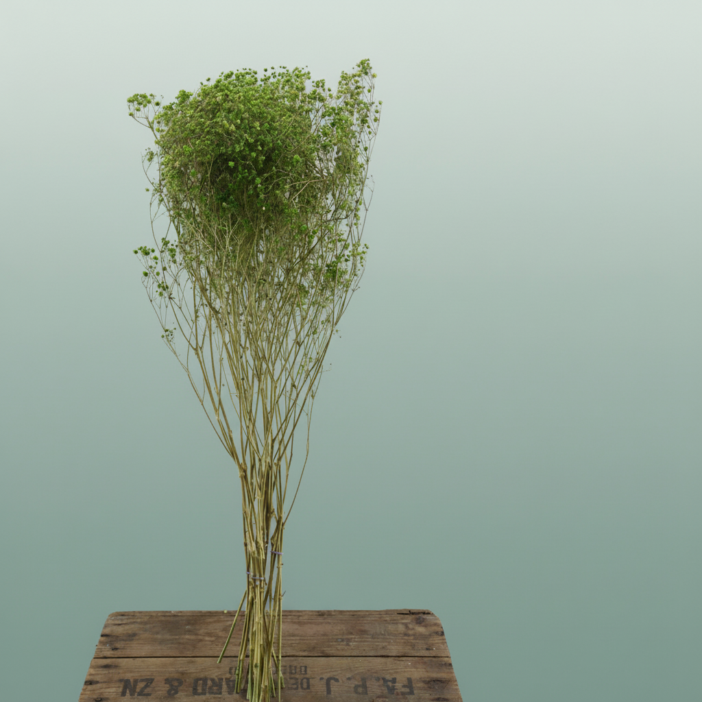 Dried Gyps Green