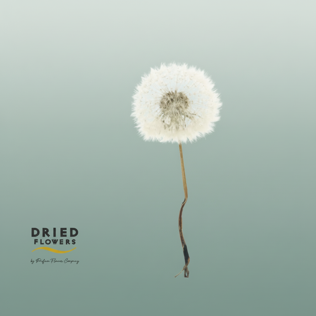 Dried Bleached Dandelion Regular Rose