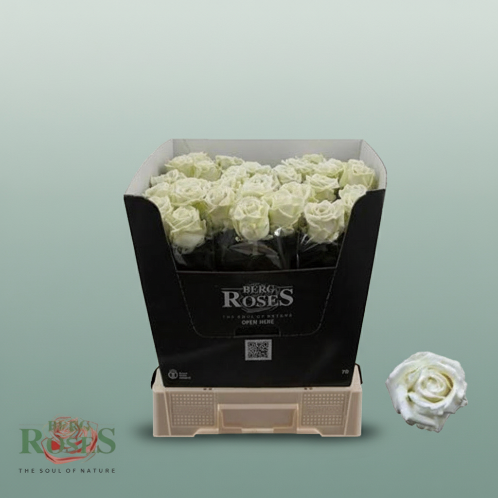 Rose Wax White