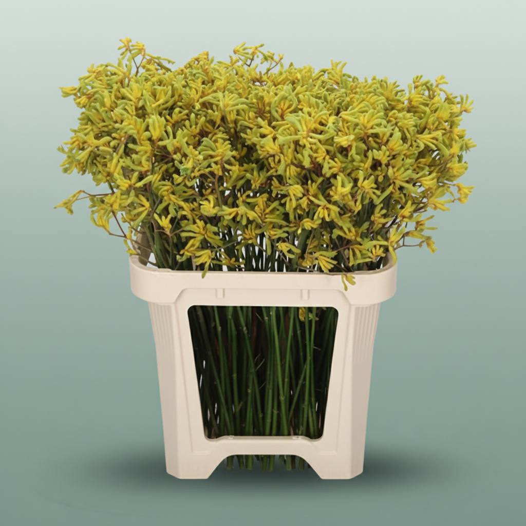 Anigoz Bush Down
