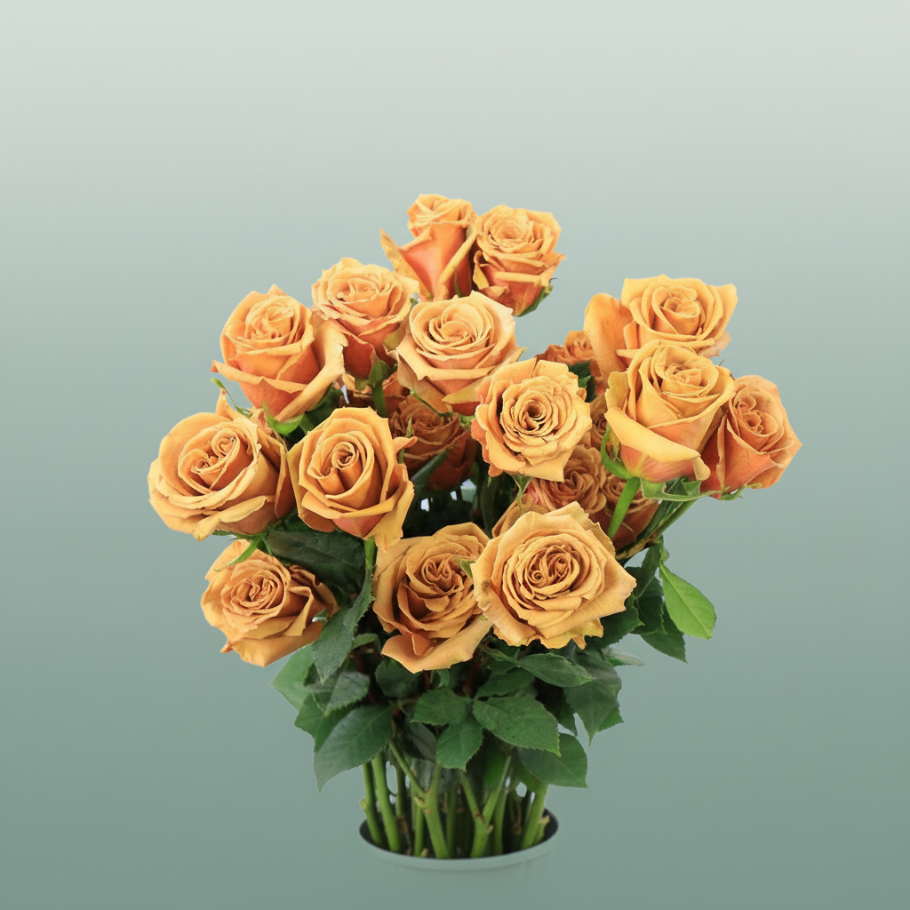 Rose Eq Toffee L 6