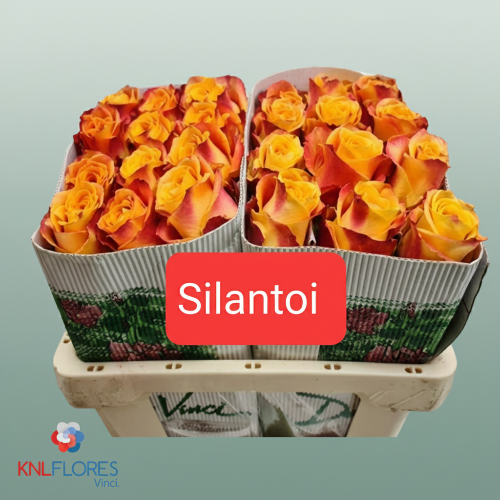 Rose Eq Silantoi