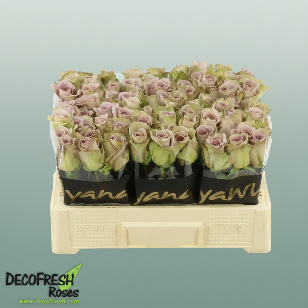 Rose Amnesia