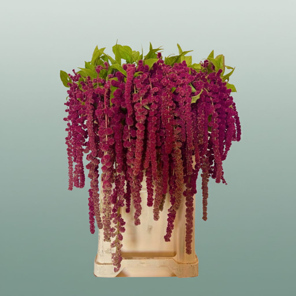 Amaranthus Rosary