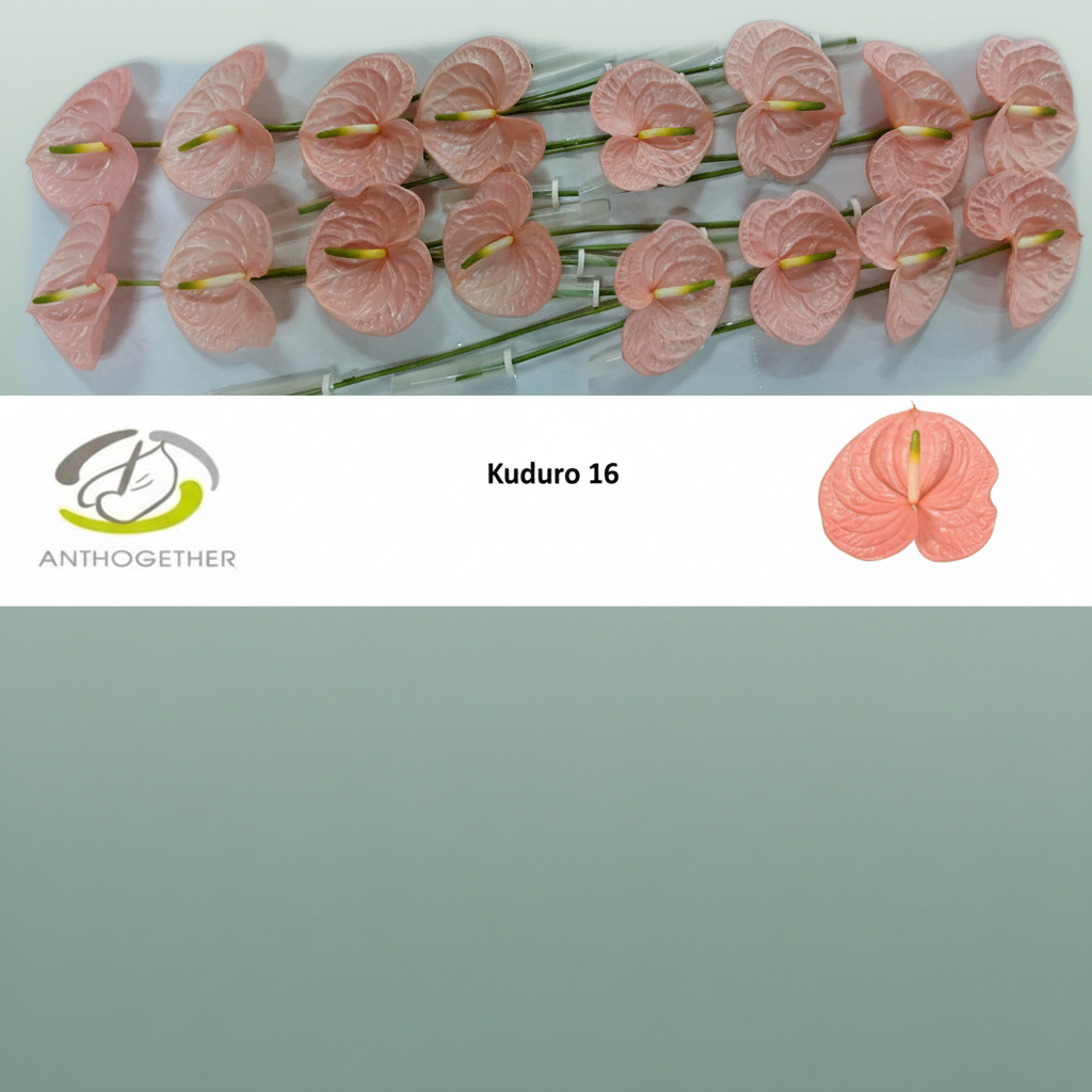 Anthurium Kuduro