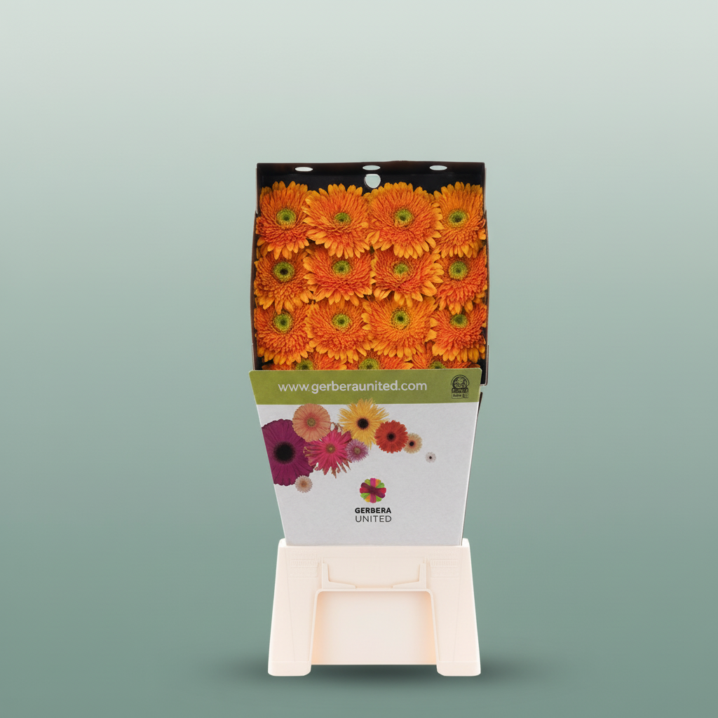 Gerbera Berra