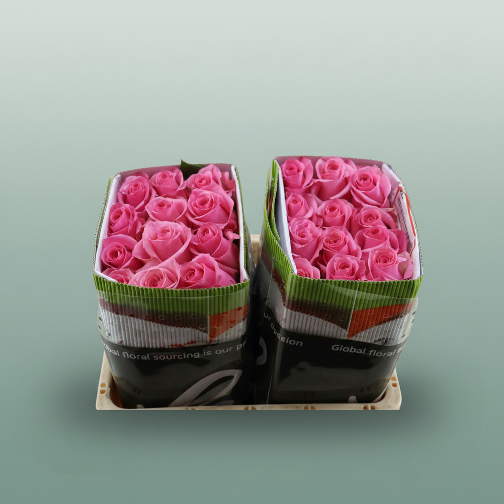 Rose Opala