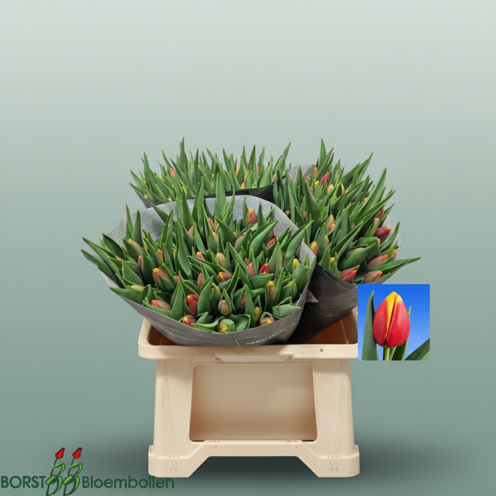 Tulip Replay