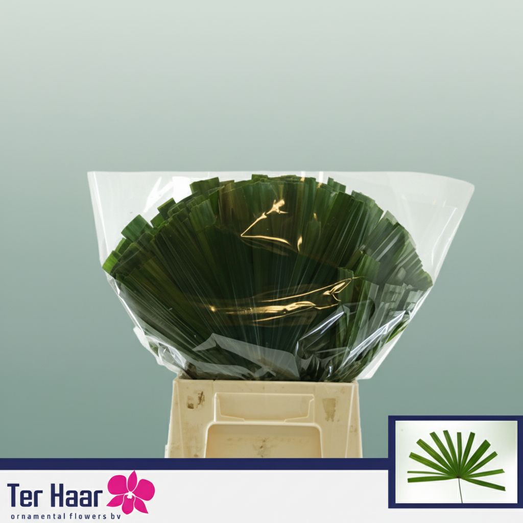 Chamaerops Blad