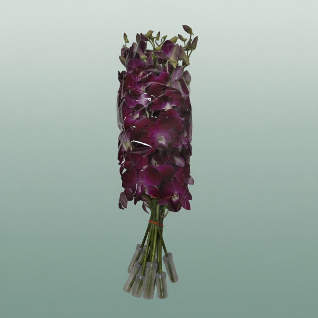 Orchid Dendro Red Bull