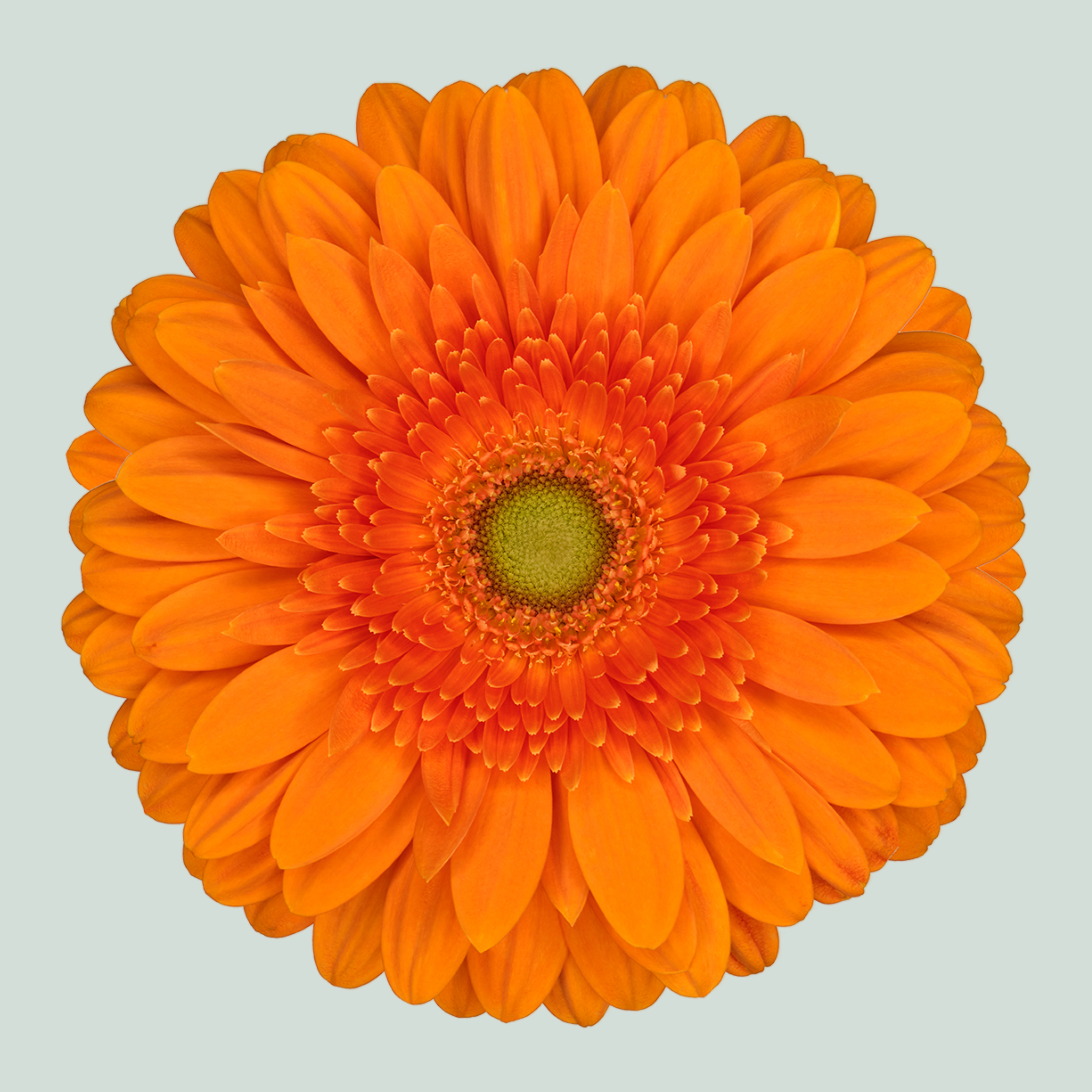 Gerbera Eureka (15 Stems)