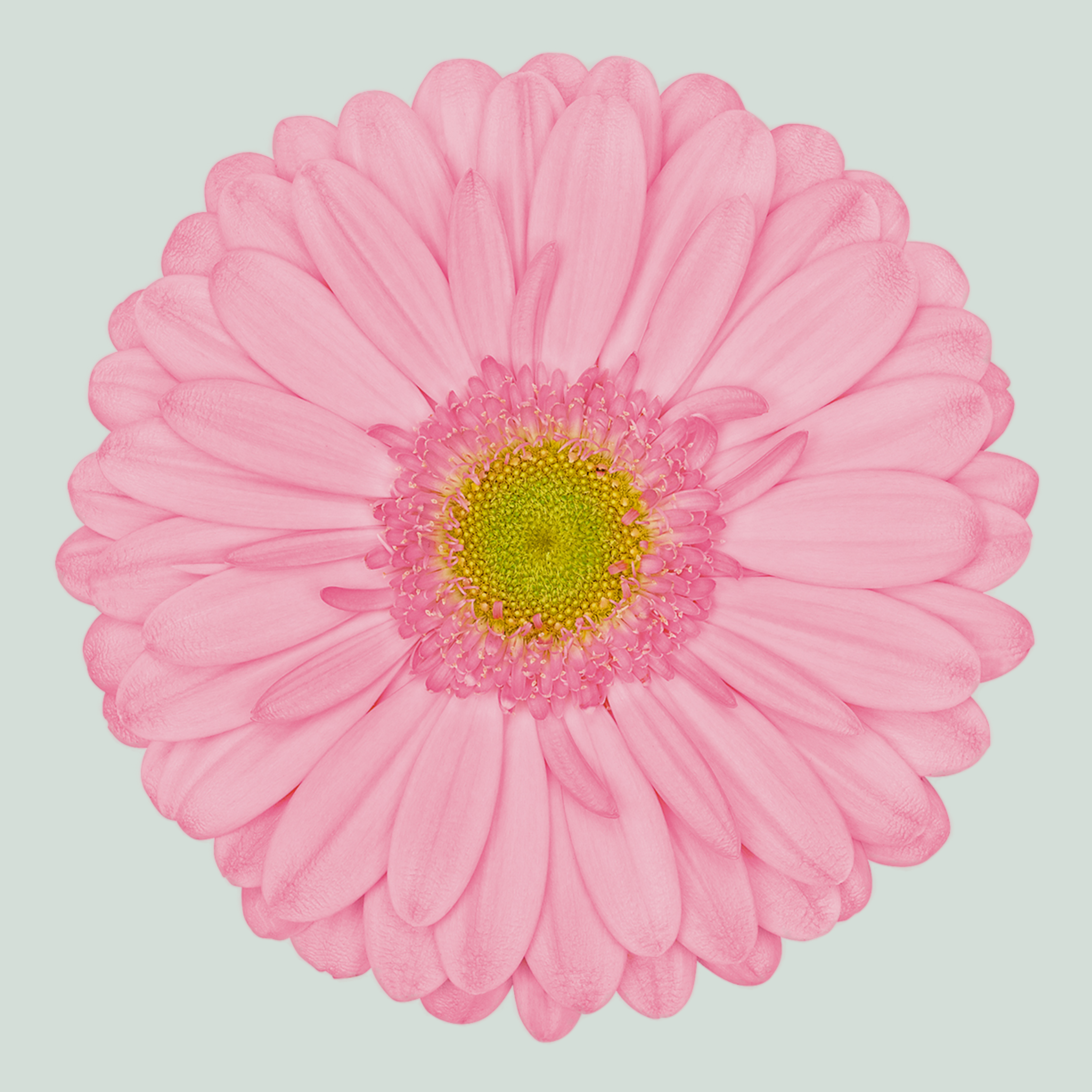 Gerbera Evi (15 Stems)