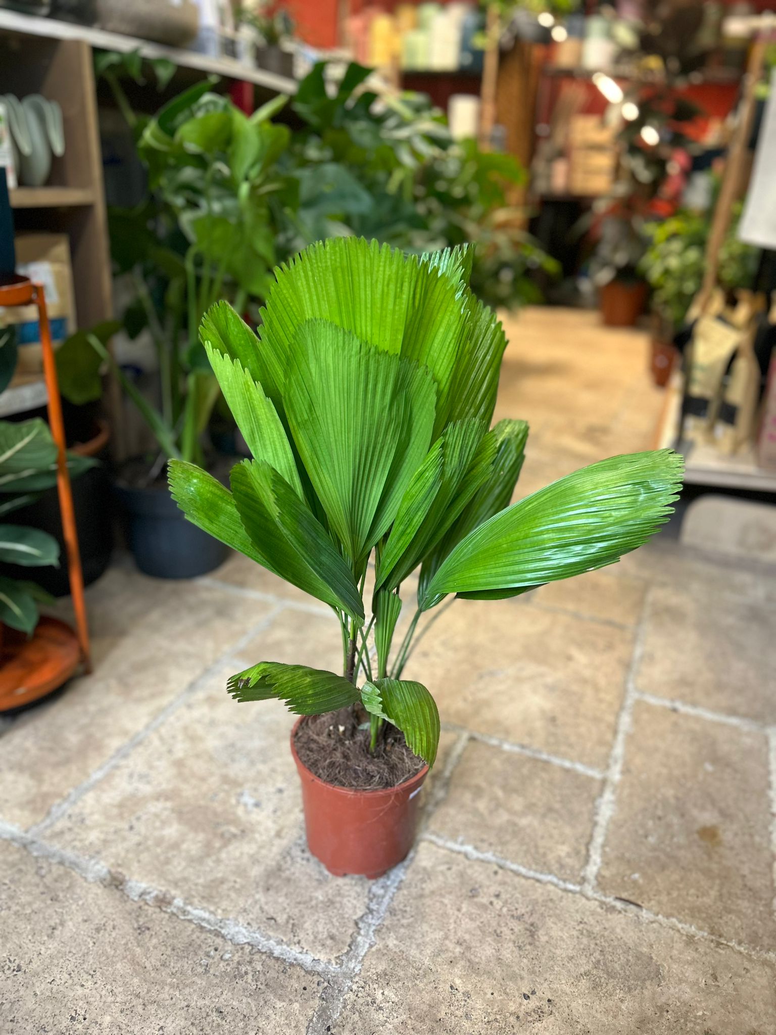 Licuala grandis (Ruffled Fan Palm)