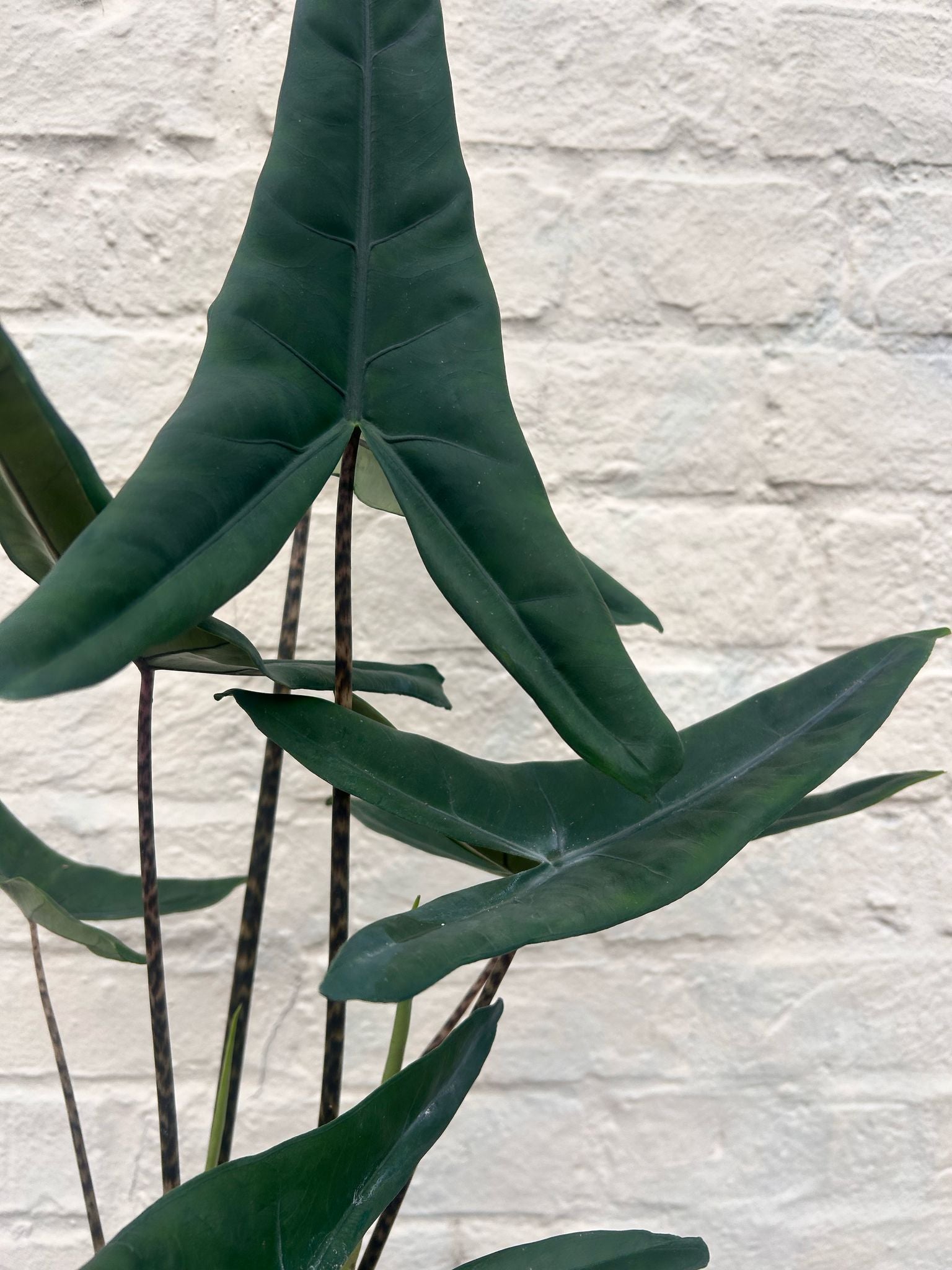 Alocasia acuta 'Tigrina'
