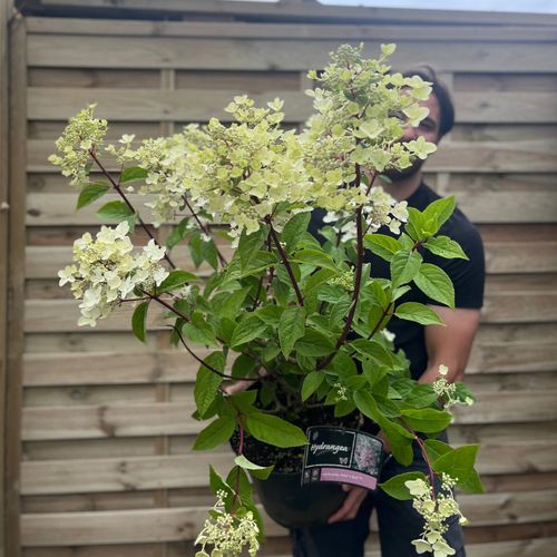 Hydrangea paniculata 'Wim's Red' 3L / 10L