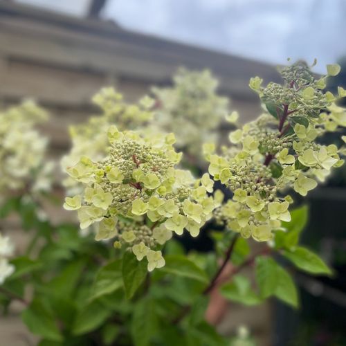 Hydrangea paniculata 'Wim's Red' 3L / 10L