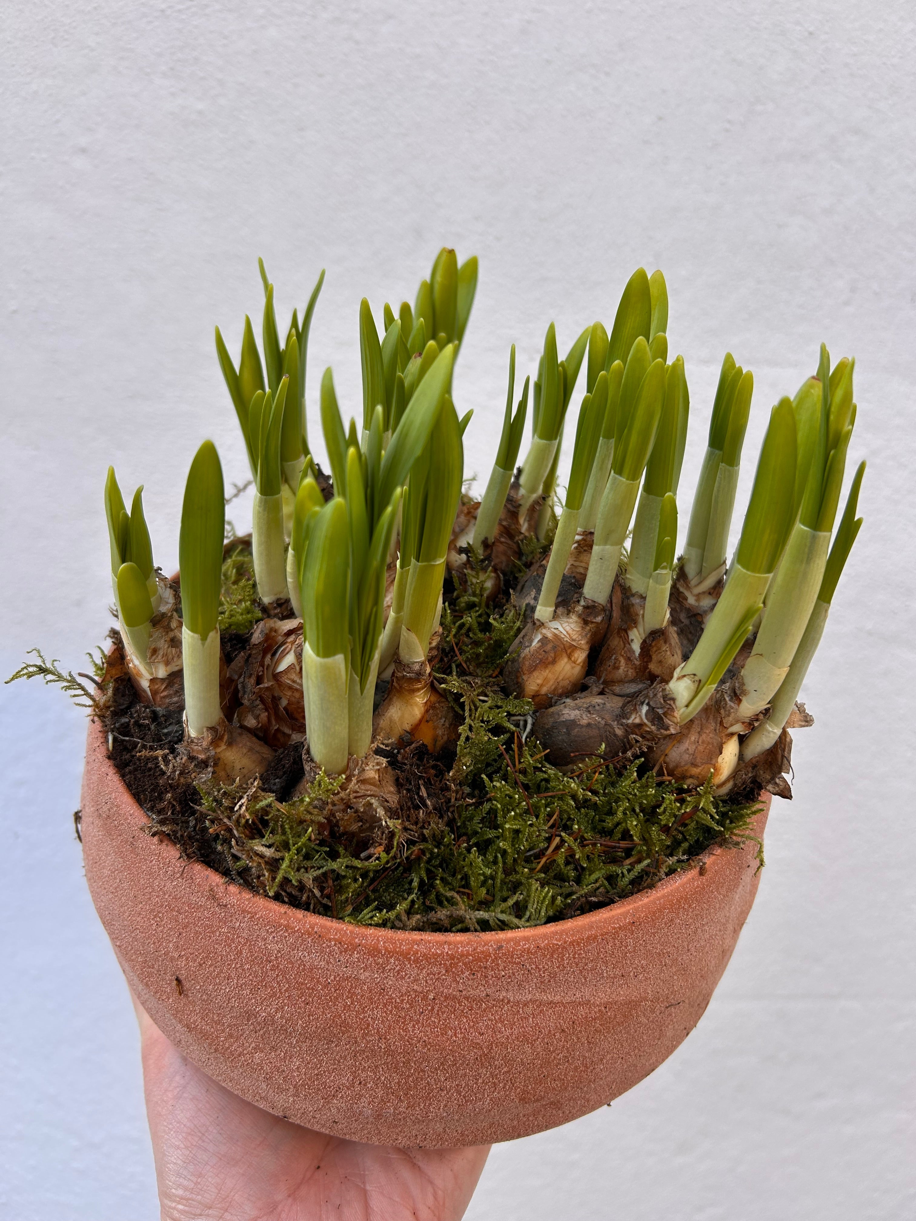 Planted bulbs in different vessels - ideal for mothers day. Indoor/outdoor