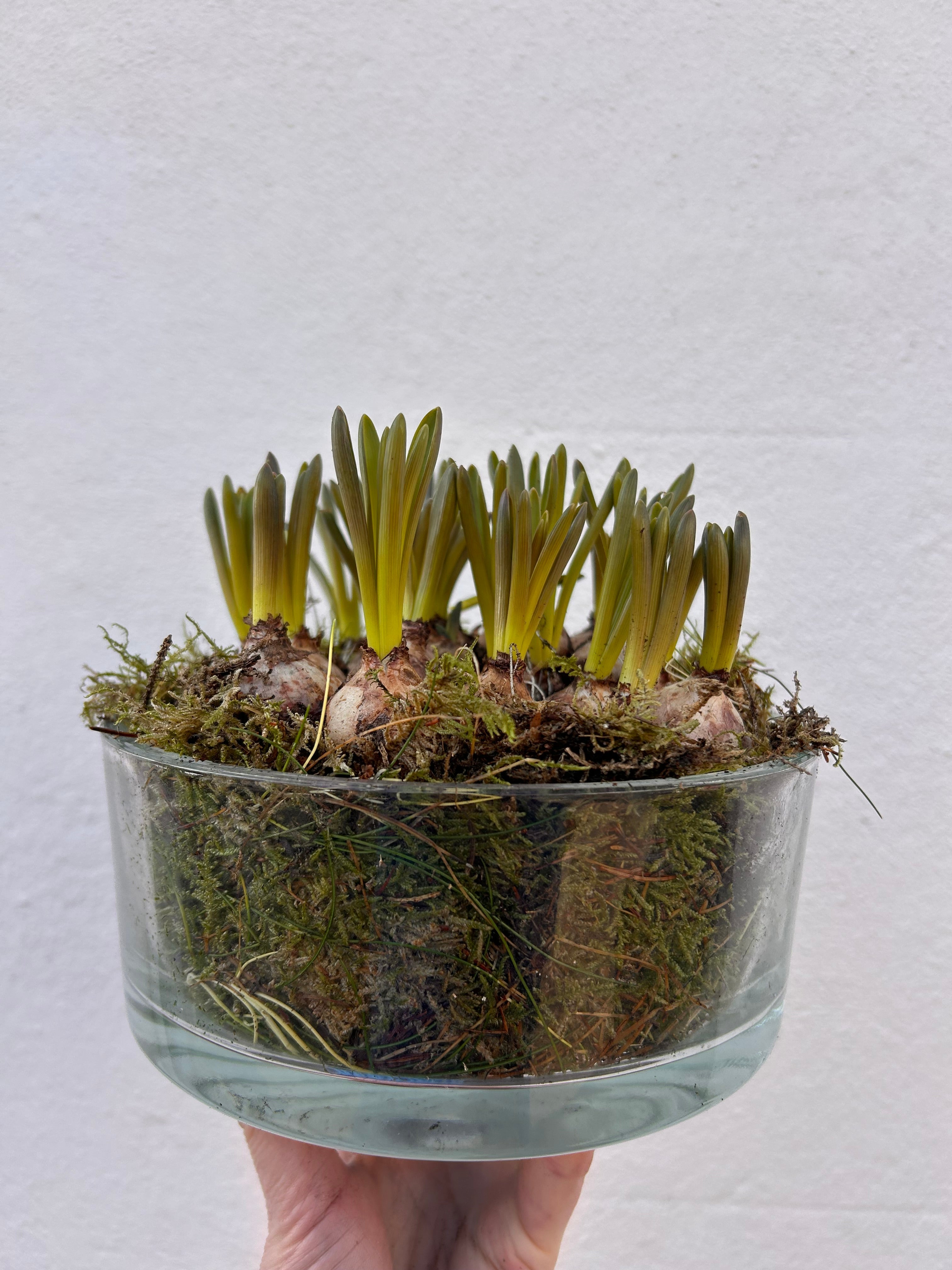 Planted bulbs in different vessels - ideal for mothers day. Indoor/outdoor