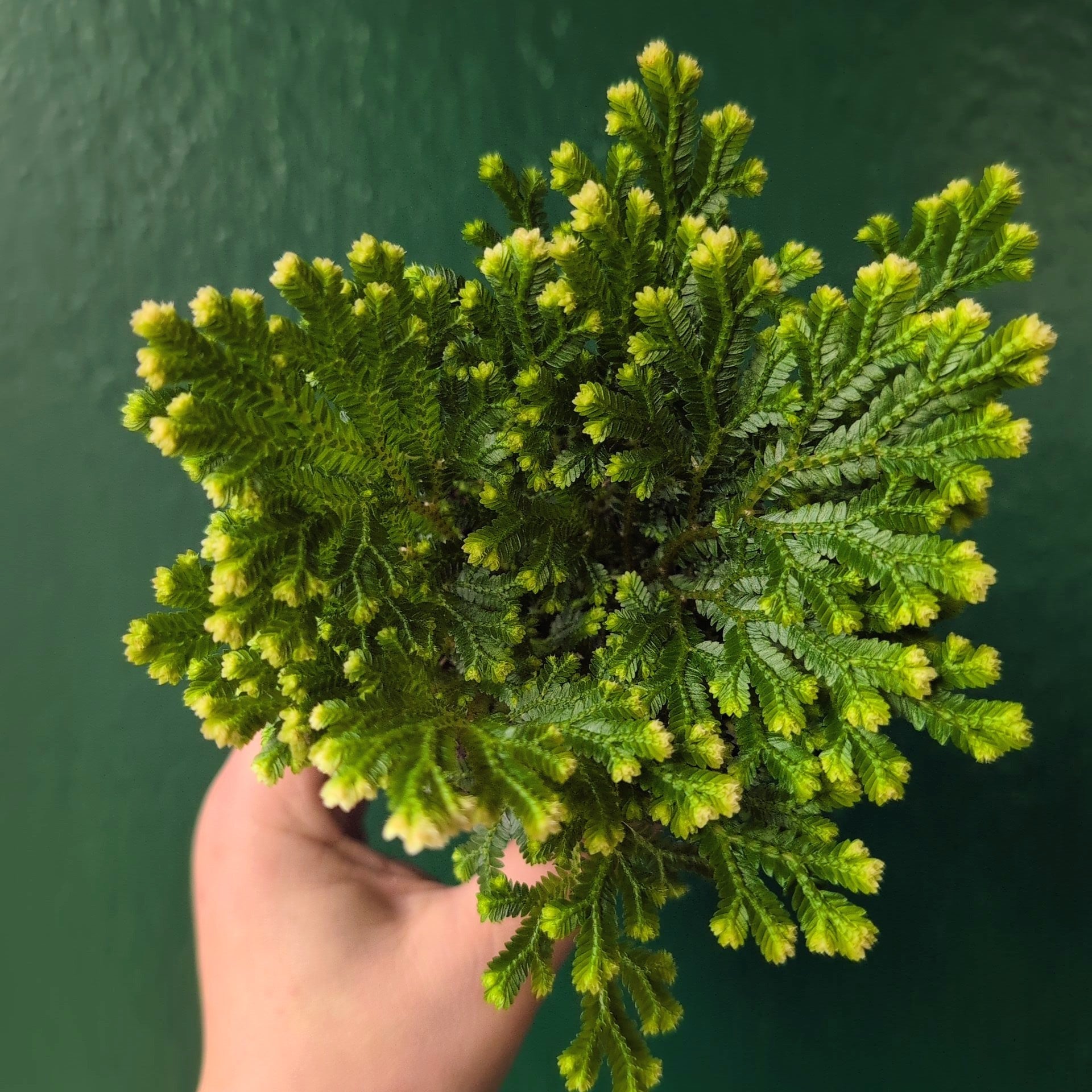 Selaginella martensii 'Jori' (Creeping Moss)