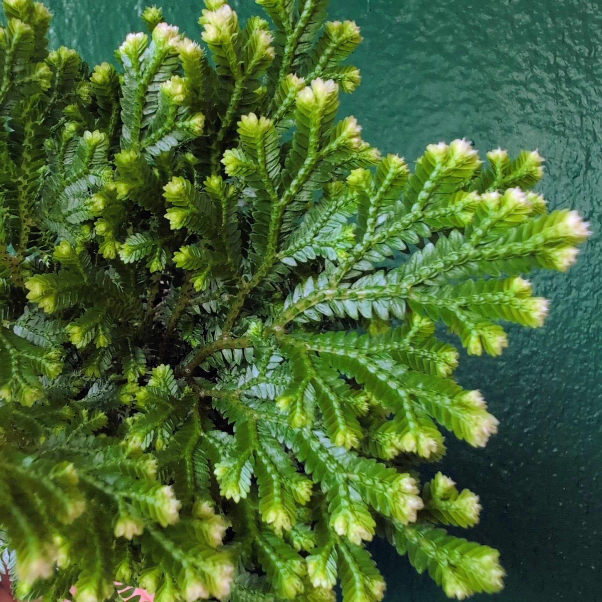Selaginella martensii 'Jori' (Creeping Moss)