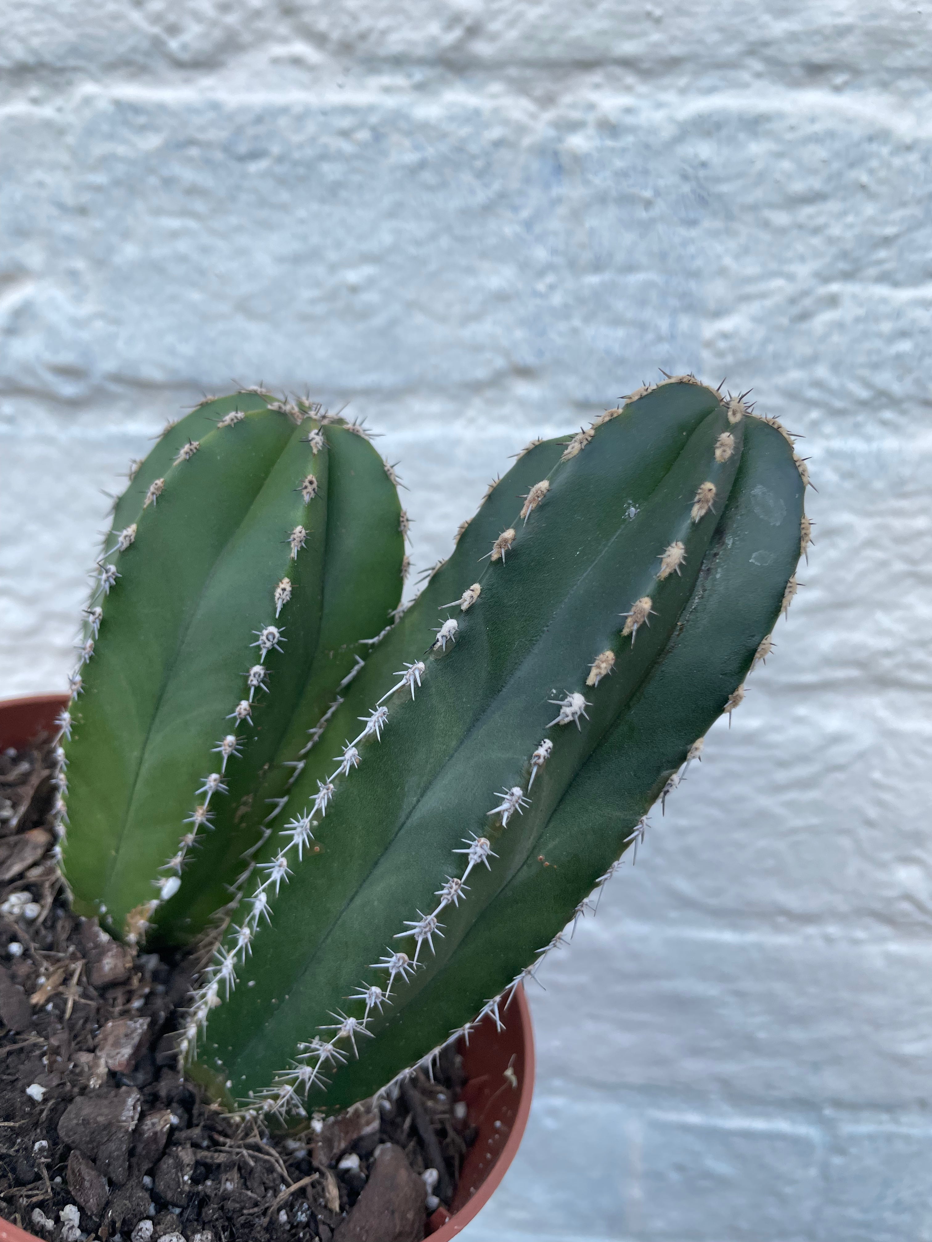 Marginatocereus marginatus (Mexican Fence Post Cactus)