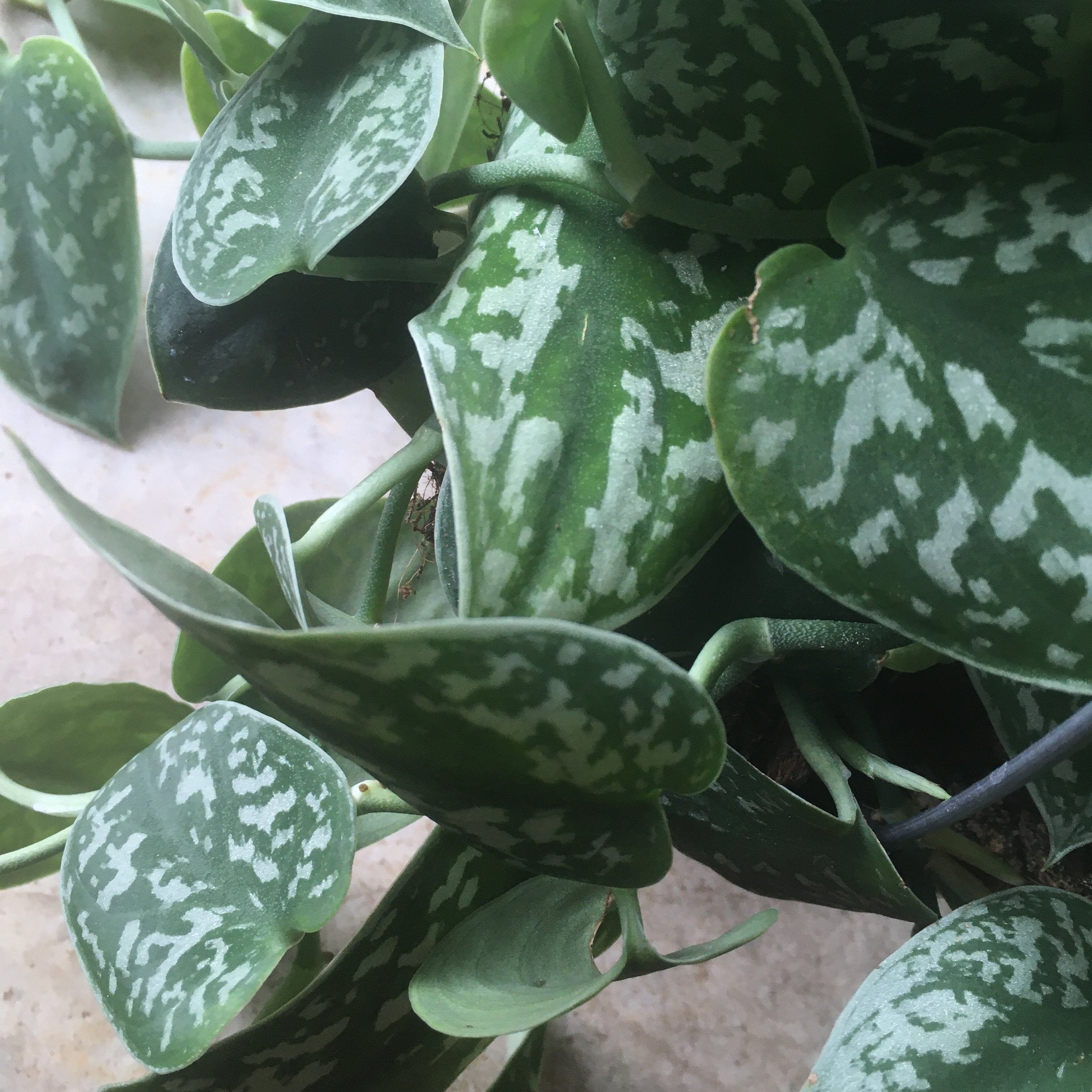 Scindapsus pictus 'Argyraeus' (Satin Pothos) Various sizes