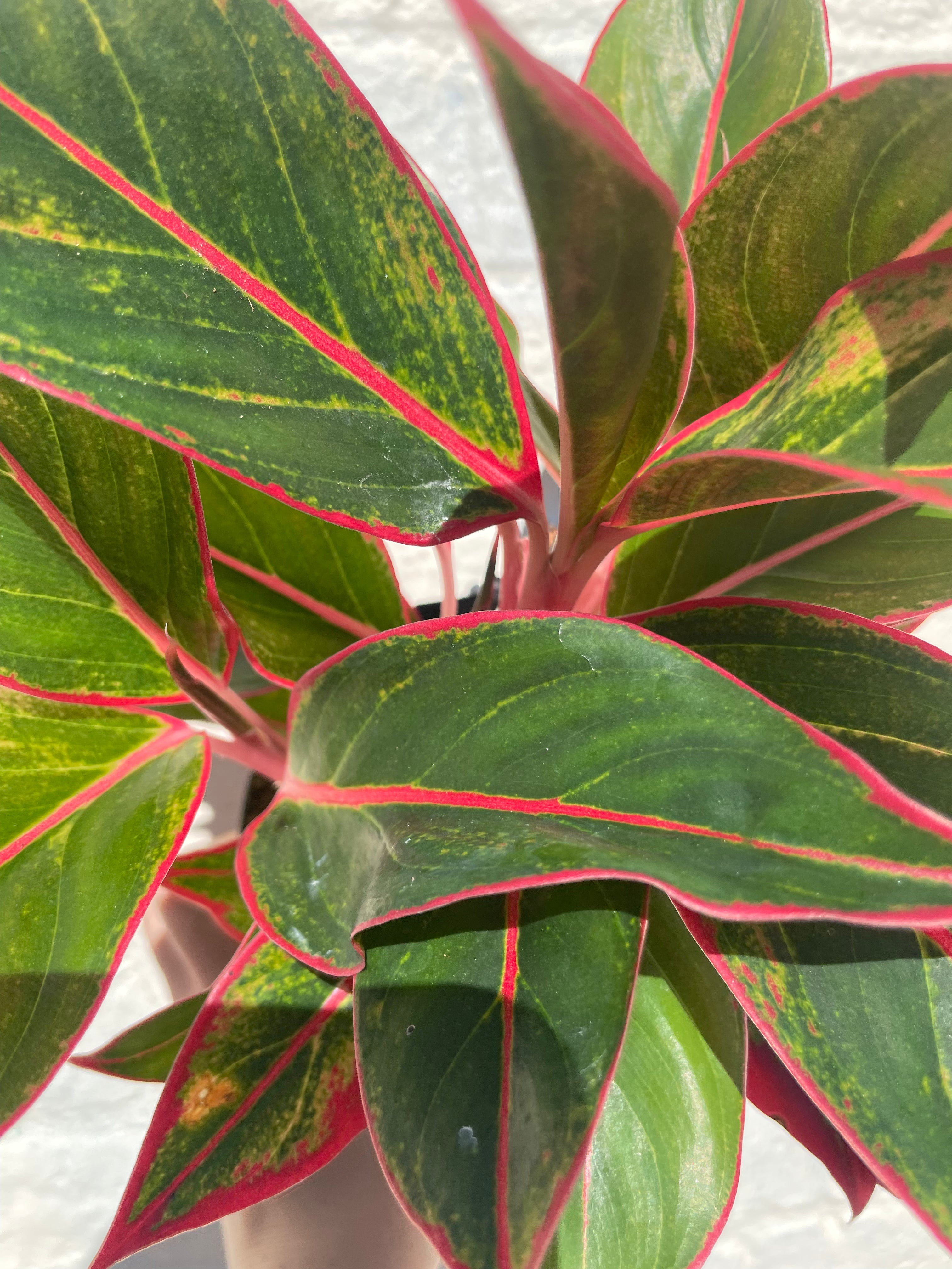 Aglaonema 'Jungle Red' (Chinese Evergreen)