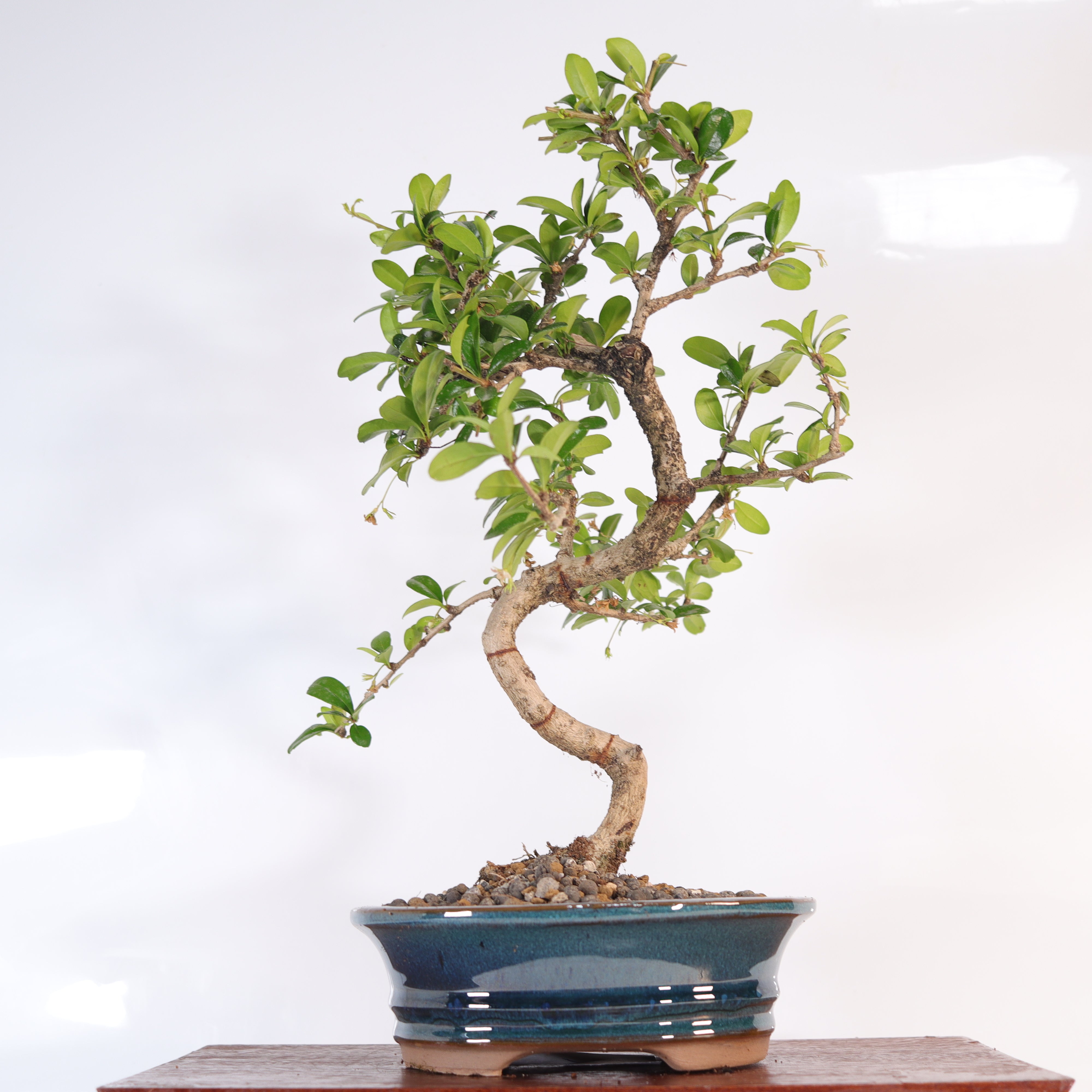 Fukien Tea Tree (Carmona Retusa) Bonsai Tree | Shaped | In 18cm Pot | Wonderful Gift
