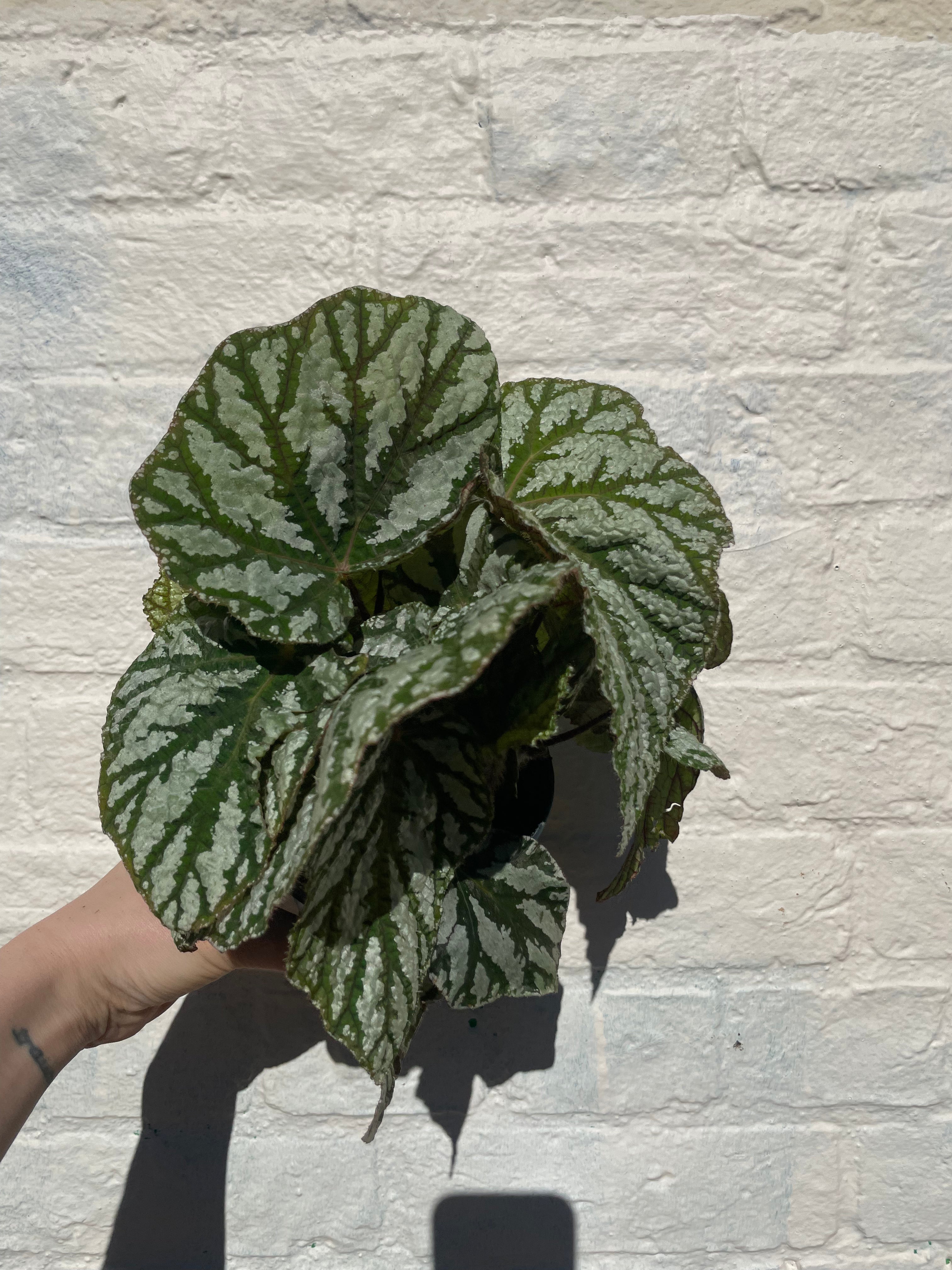Begonia rex 'Tap dance'