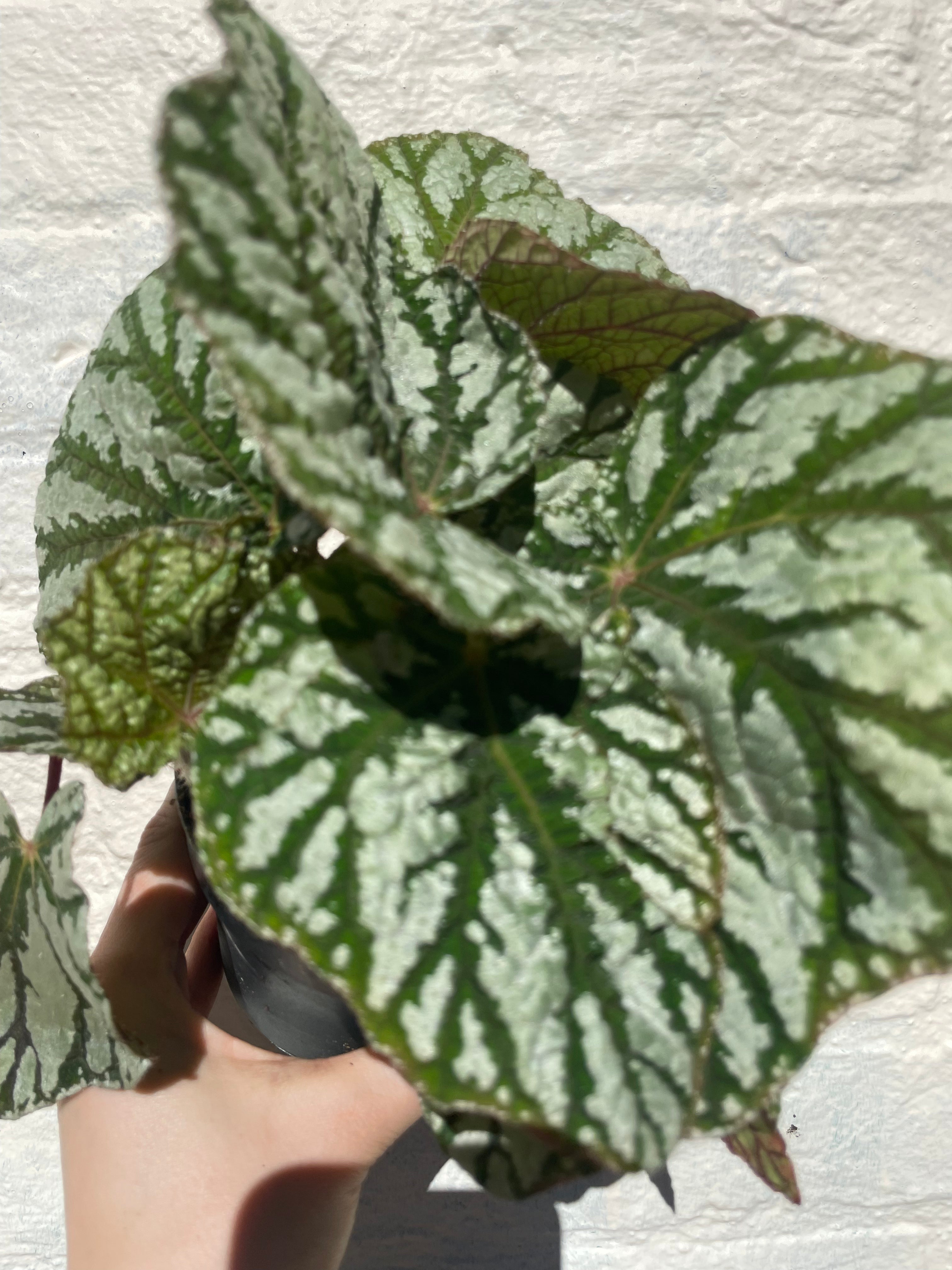 Begonia rex 'Tap dance'