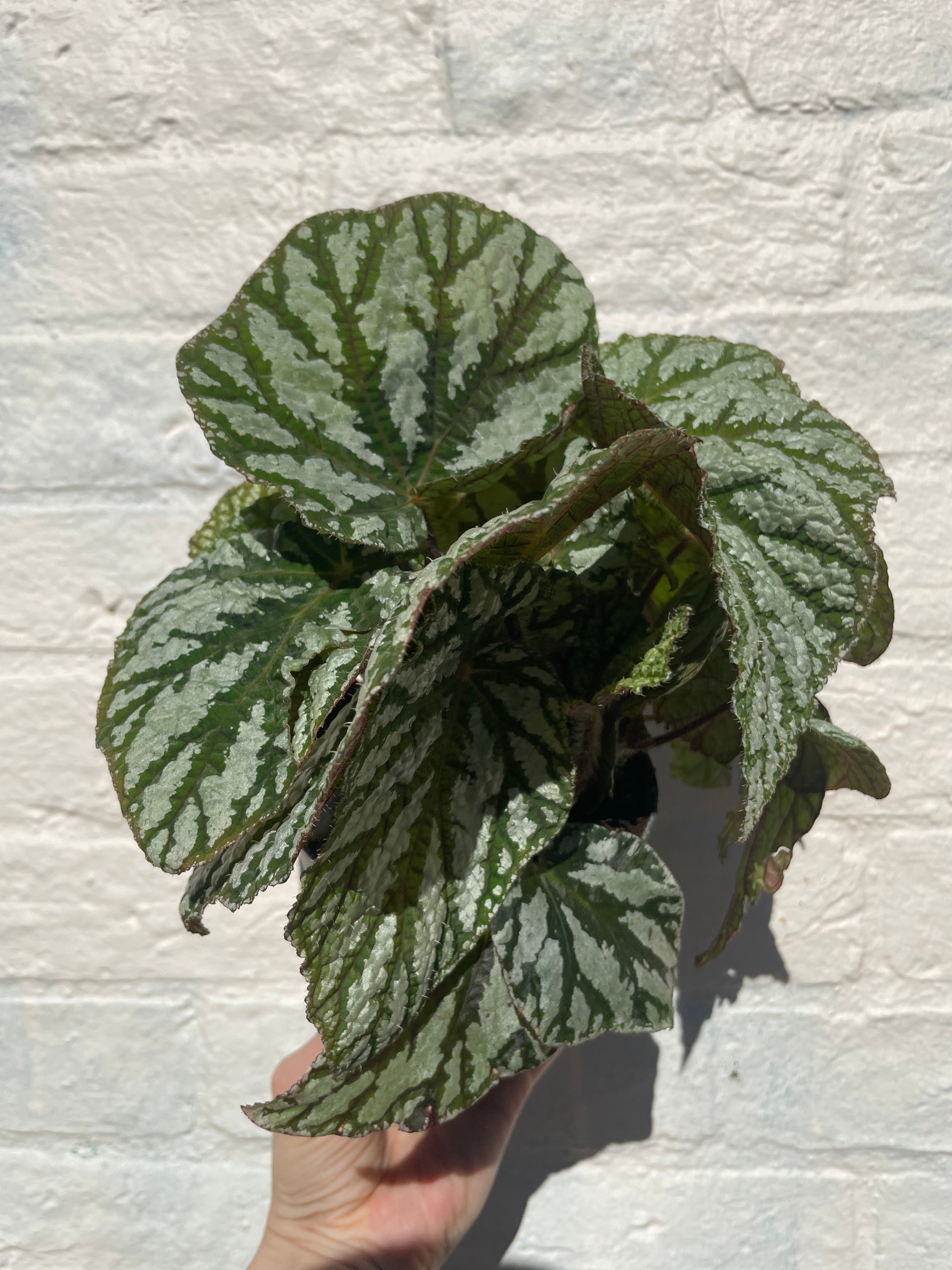 Begonia rex 'Tap dance'