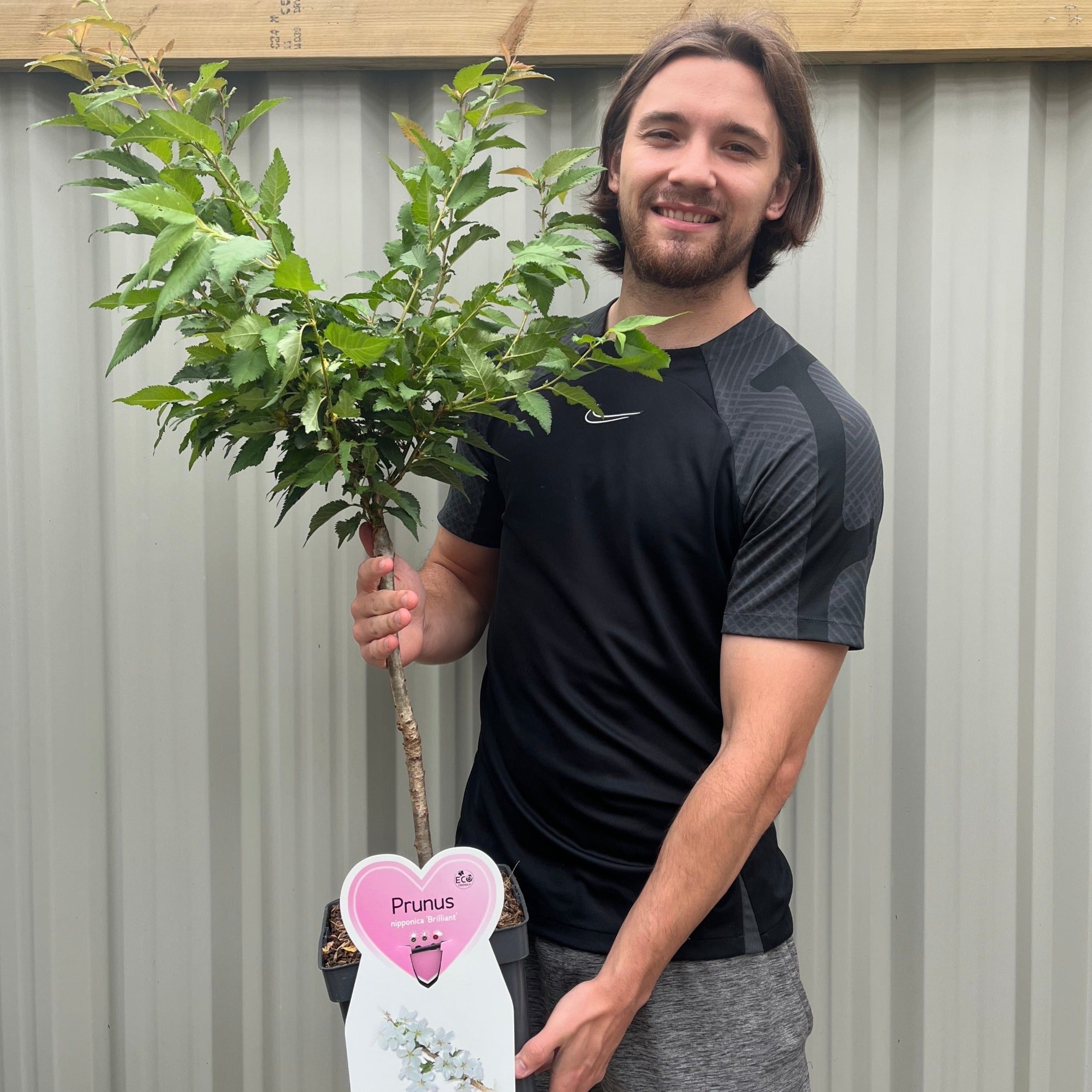 Ornamental Flowering Cherry Blossom Dwarf Tree - Nipponica âBrilliant'
